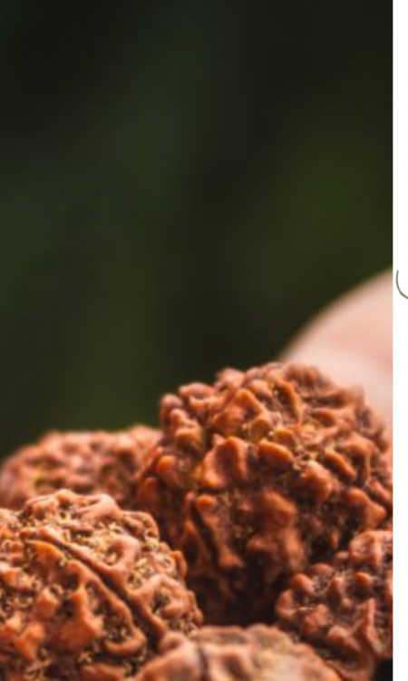 rudraksha